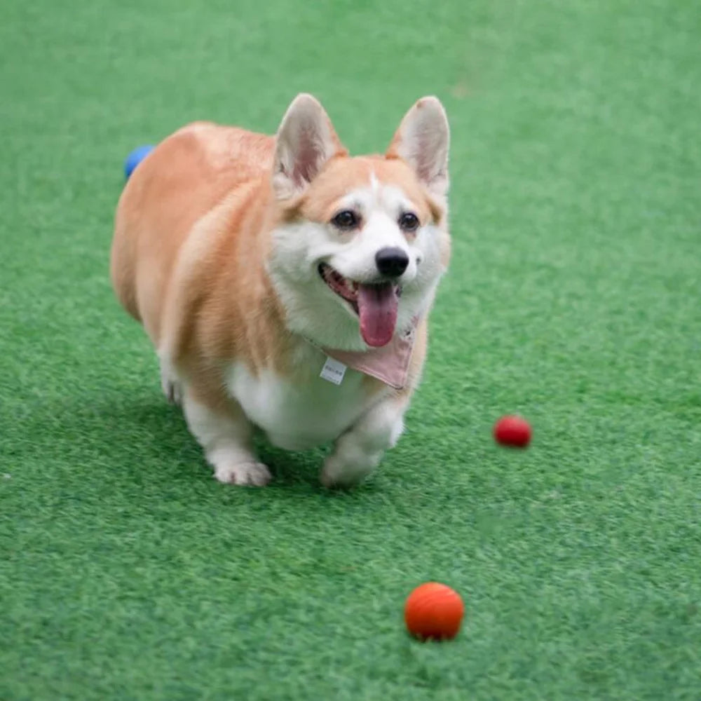 Dog Bouncy Rubber Solid Ball Resistance to Dog Chew Toys