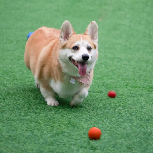 Dog Bouncy Rubber Solid Ball Resistance to Dog Chew Toys